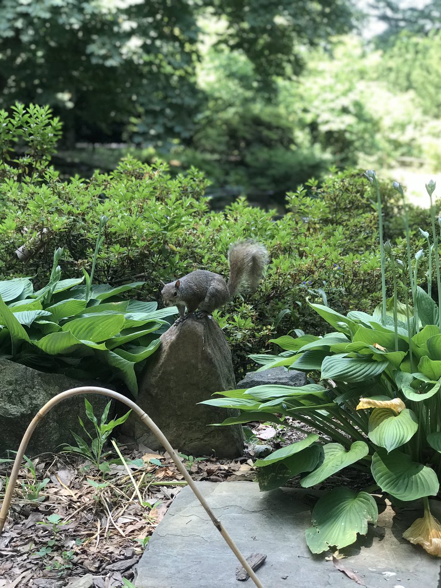 Lukas tweet media