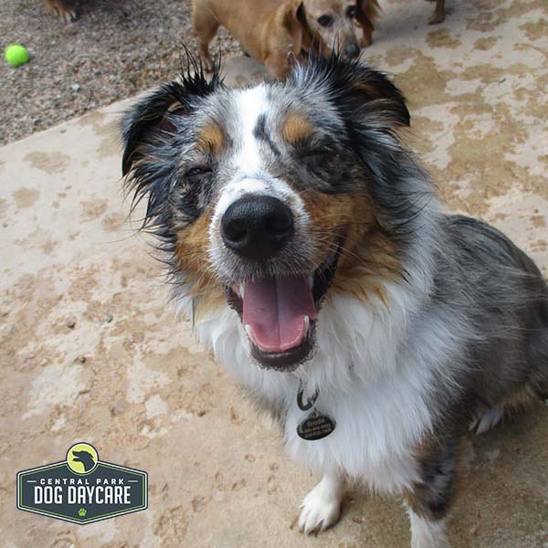 CPDogDaycareOKC's tweet photo. It's a beautiful day for a big silly grin. #HappyDogs #PlayHere #okc #okcdogs #dogdaycare #doggrooming #dogboarding #dogtraining https://t.co/AVsopBeO8I