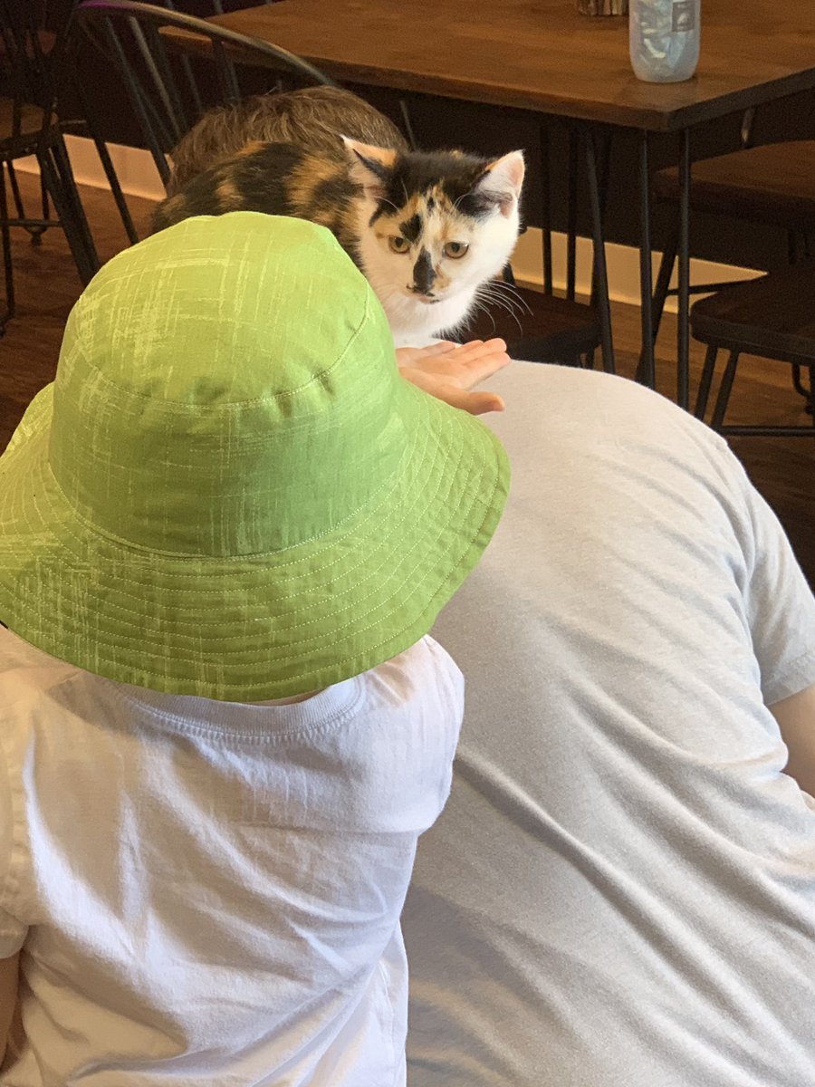 Market_Common's tweet photo. @HomewardTrails Kitten Adoption has begun!  This guy is at Bond’s Escape Room...#AdoptDontShop https://t.co/j5yCutarPv
