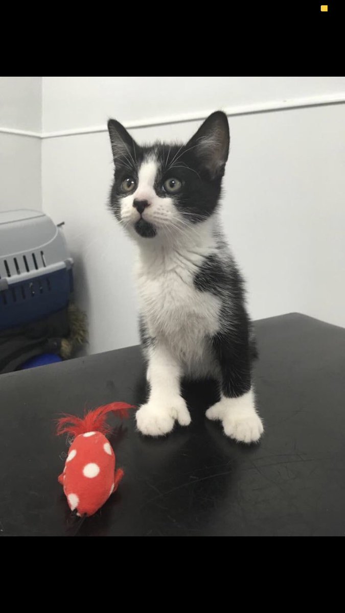 PocketPixelz's tweet photo. Credit to reddit not my picture but isn’t this kidden amazing! #meow #CATURDAY #kittens #cats https://t.co/fxbCoqKDdo