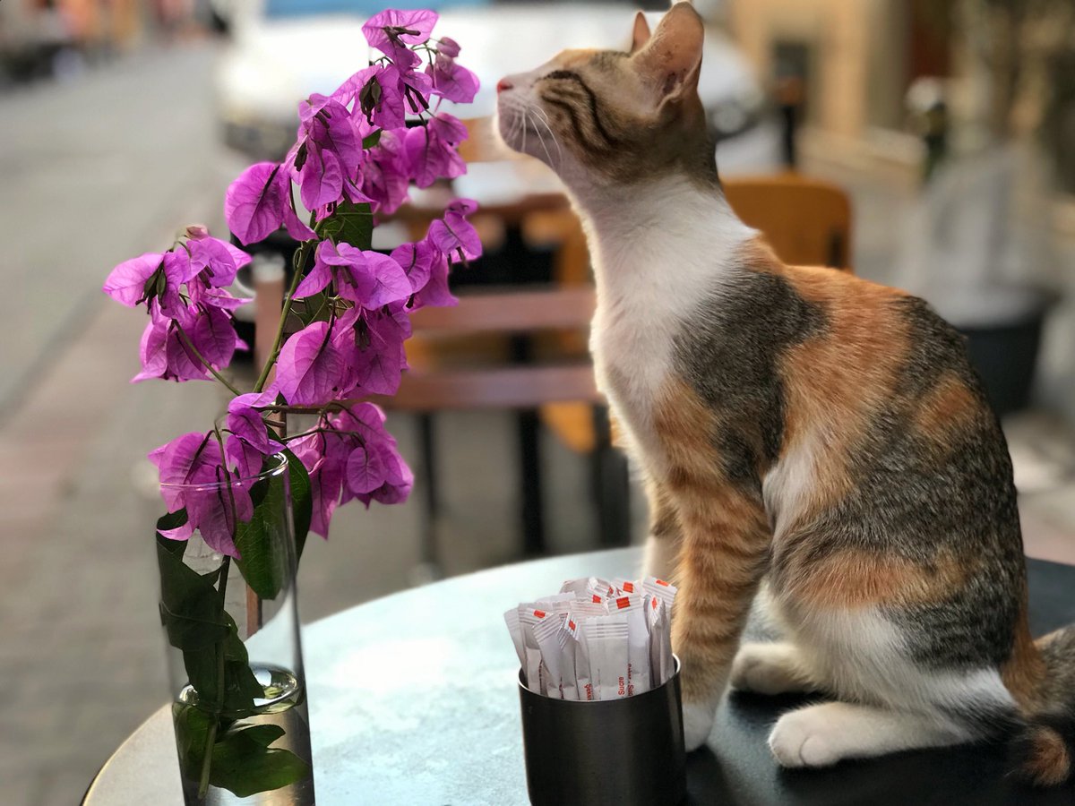 Kediyi sev, çiçeği kokla... Herkes için sevgi dolu #YeniBirBaşlangıç olsun 😽