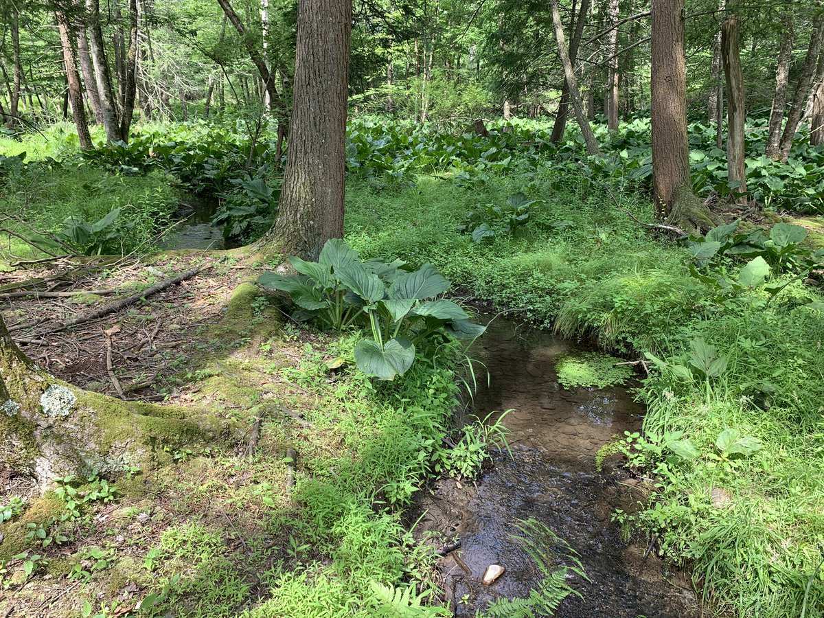 chelsbresnahan's tweet photo. Got to explore the new loop of the #BackMountainTrail this morning! Where's your favorite place to go for a walk in #LuzerneCounty?🍃🌸🦋 https://t.co/cWM2szzYq2