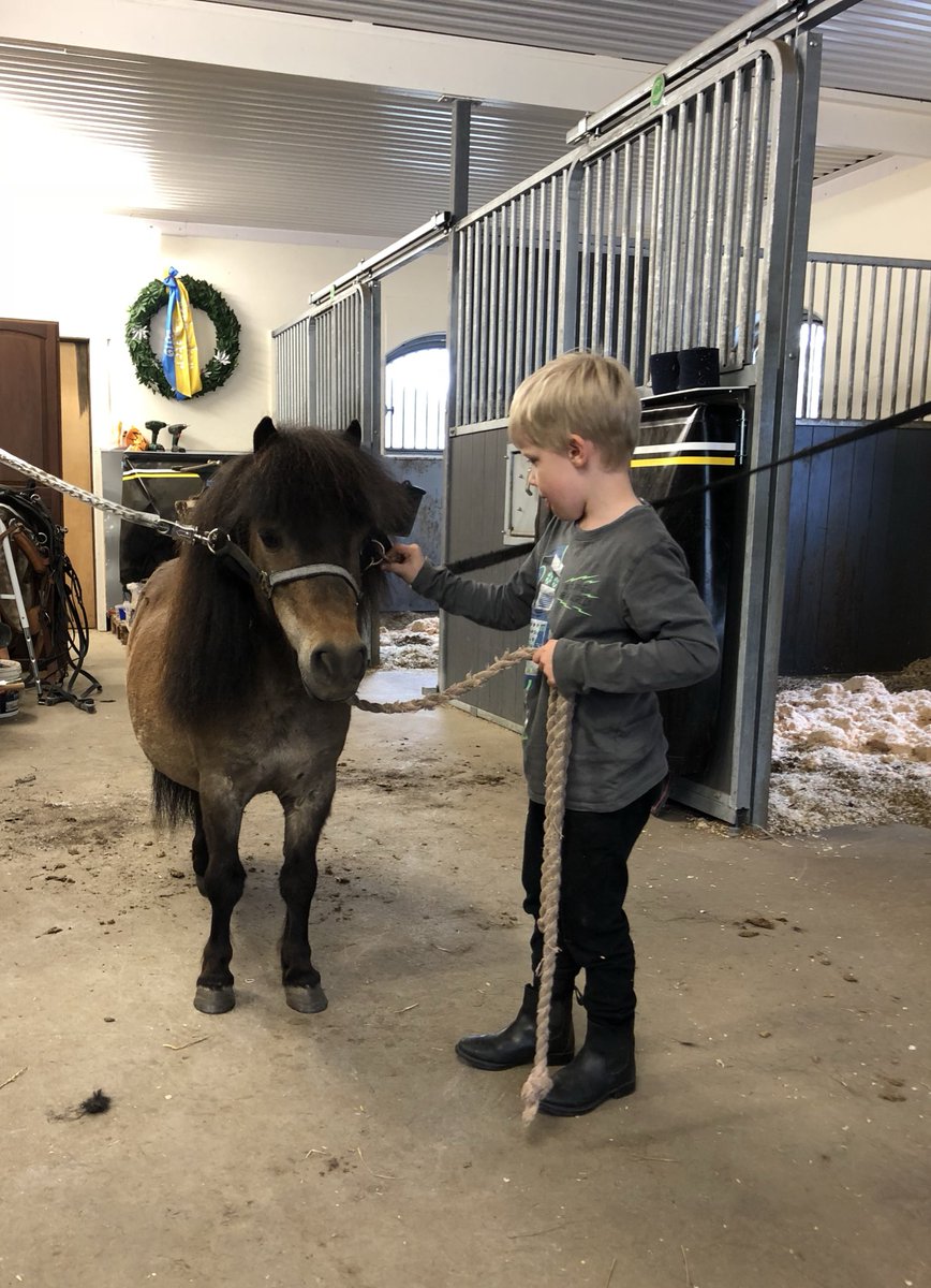 RiggoIda's tweet photo. Barbackatur med ponnyerna 😍💙💚 #maxter #conny #teamkarlsson #gotlandsruss #minishettis #ponny #sötnosar #älskarhästar https://t.co/UcnXfJfGVq