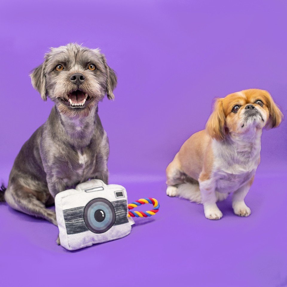 promikapets's tweet photo. Coco hates the paw-parazzi 📸 ⠀
#nationalcameraday 
⠀
Promika is your trusted source for affordable flea &amp; tick products. ⁣⠀ https://t.co/Xh4nPeiUES