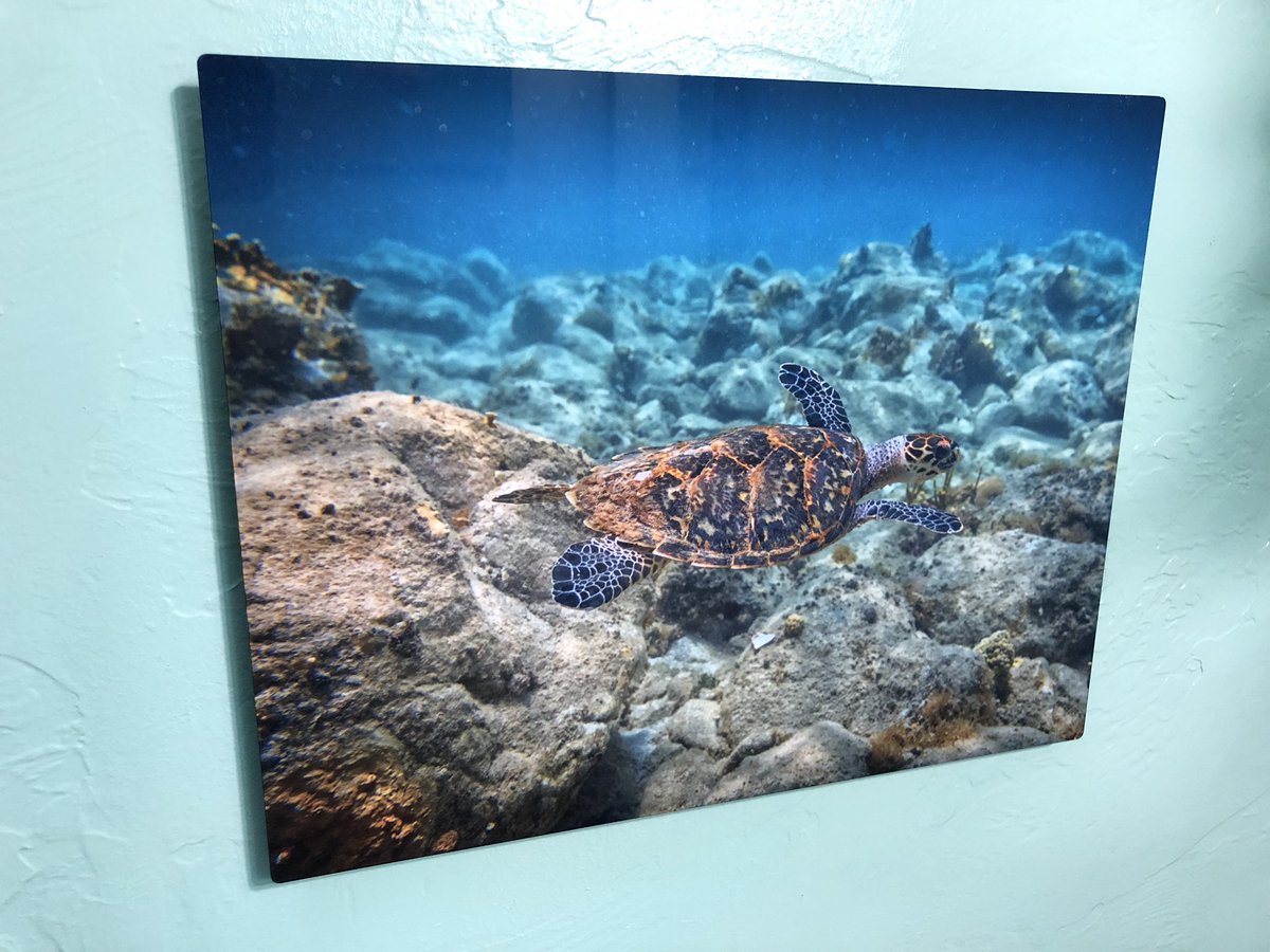 rcpphoto's tweet photo. It’s time for the caption #contest as we add this #newfine art print to the collection of a #turtle swimming on #StJohn #USVI, the best caption gets the first of the #limitededition #stjohnusvi #mahobay #cinnamonbay #fineartphotography https://t.co/obPMwMPZQ8