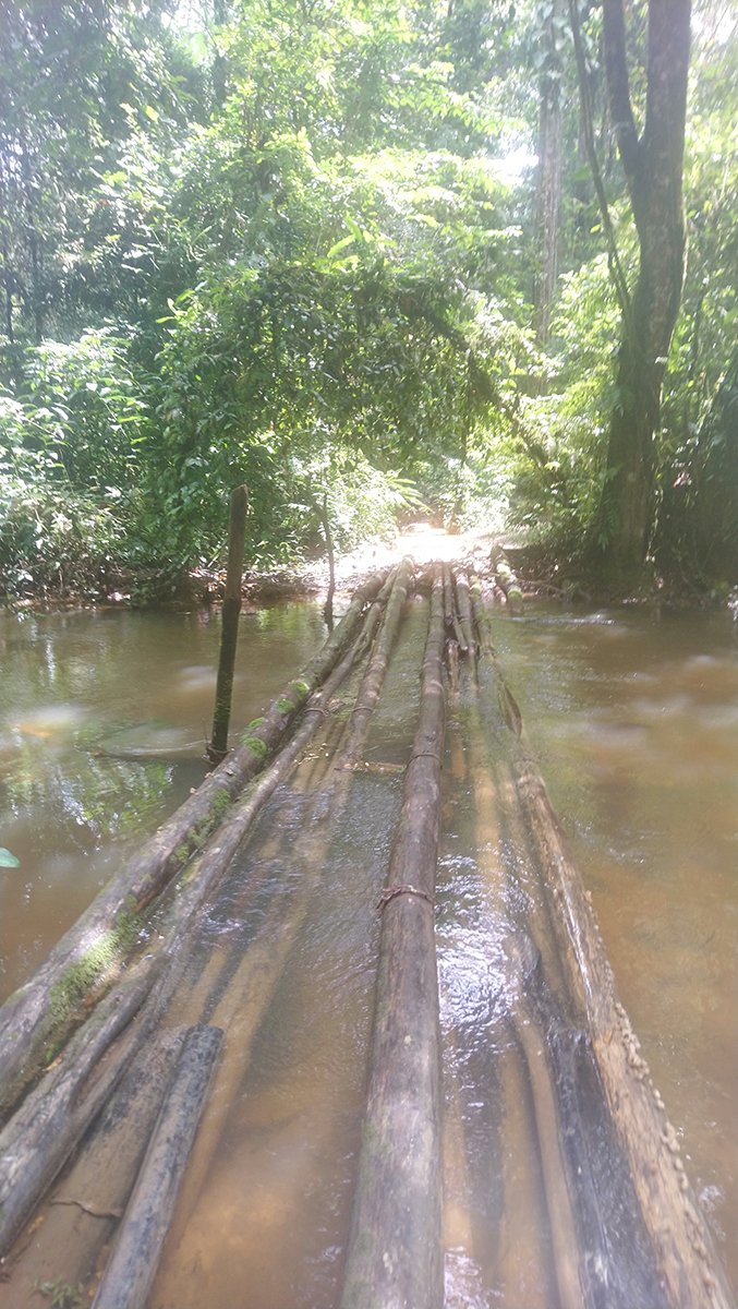 7bornes's tweet photo. 28/6 Nous avons bataillé sur des troncs tombés mais cet après-midi la porte a commencé à s'ouvrir... Les traces des garimpeiros sont nombreuses, notamment des ponts et des pistes de quad. https://t.co/PHz1LZjkfG