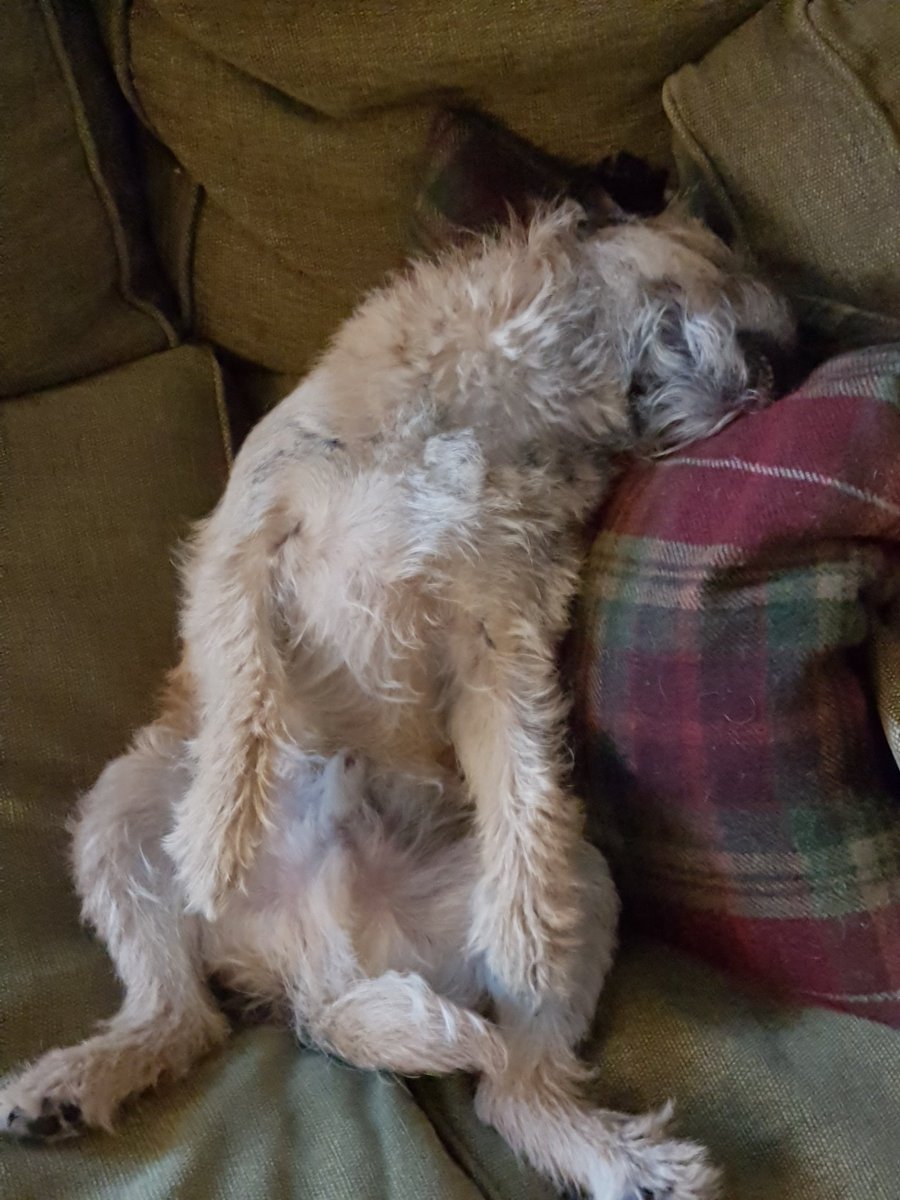 HWicket's tweet photo. #BTposse #dogsoftwitter #allpartiedout #overdidit woz up late last night pawtying. #dayafterthenightbefore https://t.co/ff664N2MiY
