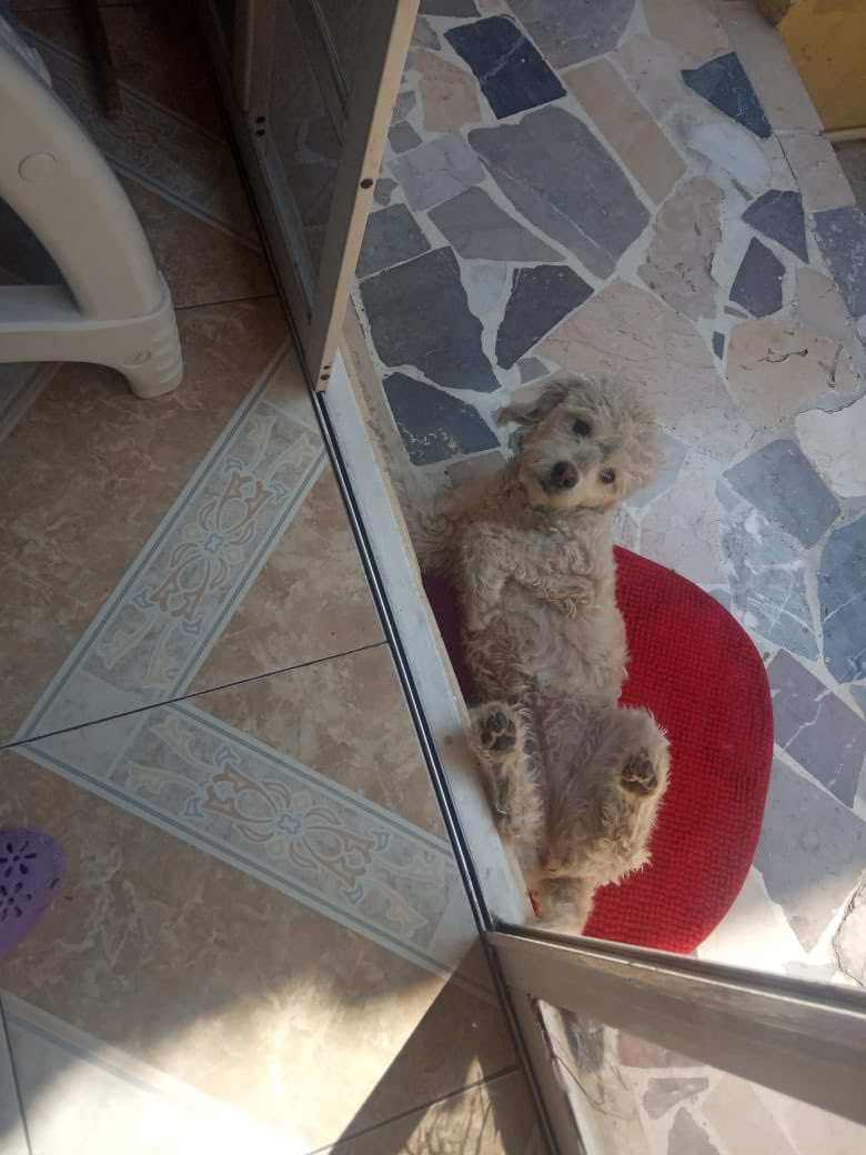 VIBRAmascotas's tweet photo. Hanna necesita una familia que sea paciente y sepa ponerle límites. Informes watsapp 5548724347 https://t.co/OJHQ8LTbtX