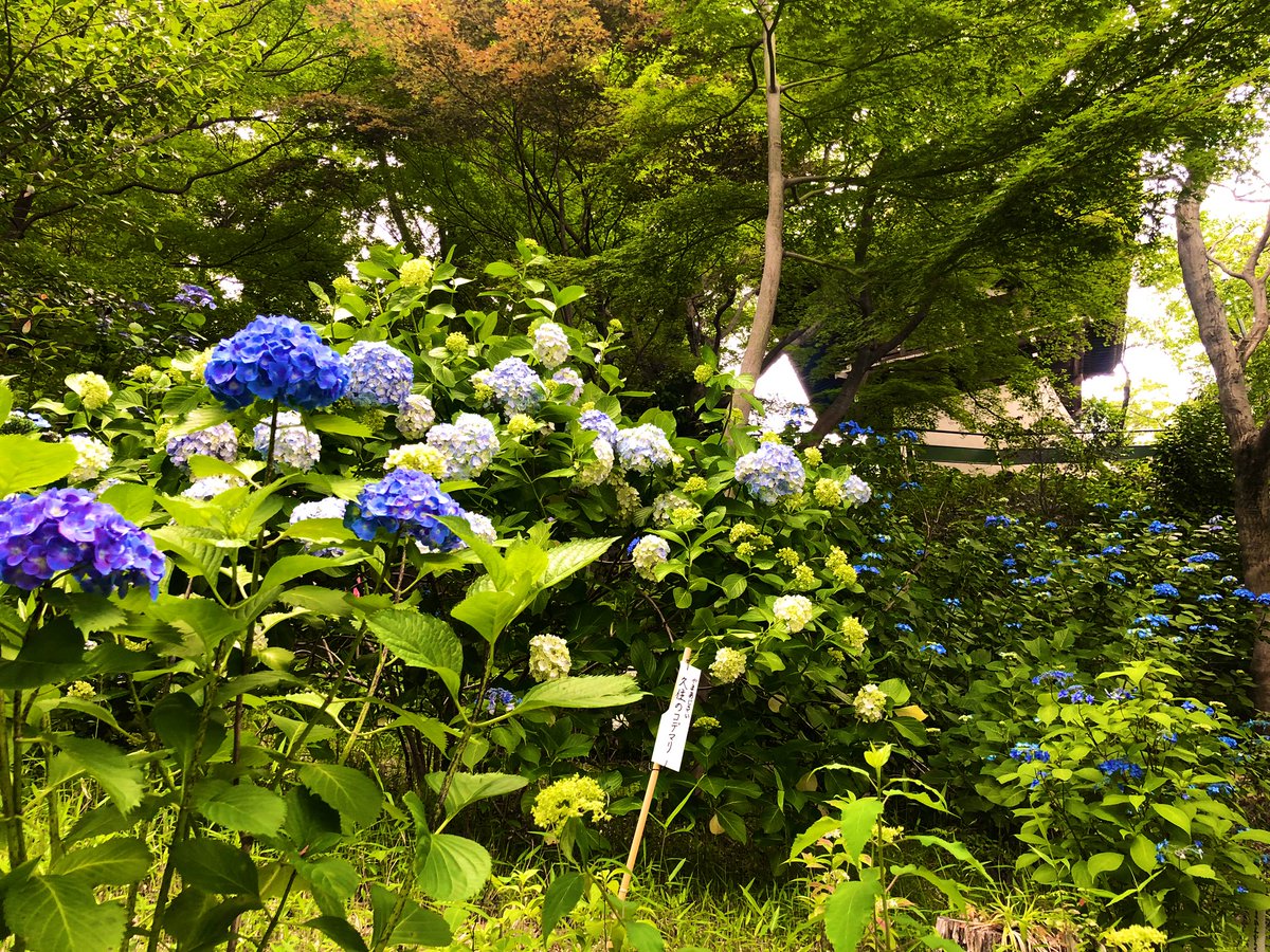 日本庭園情報メディア おにわさん The Japanese Gardens 高幡不動尊金剛寺庭園 確かに今回は新緑の紅葉もきれいだった 今回6月10日頃のタイミングは紫陽花のピーク前 という感じだったけどそれでも早咲きの山あじさい ガクアジサイが楽しめた 日本庭園情報メディア おにわさん The Japanese Gardens 高幡不動尊金剛寺庭園 確かに今回は新緑の紅葉もきれいだった 今回6月10日頃のタイミングは紫陽花のピーク前 という感じだったけどそれでも早咲きの山あじさい ガクアジサイが楽しめた
