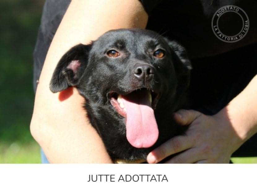 fattoriaditobia's tweet photo. ... nel caso te lo fossi perso...
#Jutte adottata 👋🏠🙂
🔝Resta aggiornato, scarica la APP gratuita interattiva
#playstore #appstore
🌐 https://t.co/hgyUowt1o7
Canile Rifugio con Funzione Pubblica (Legge 281/91) – Certificazione ISO9001 (Rm) https://t.co/Egbtde3Lpg