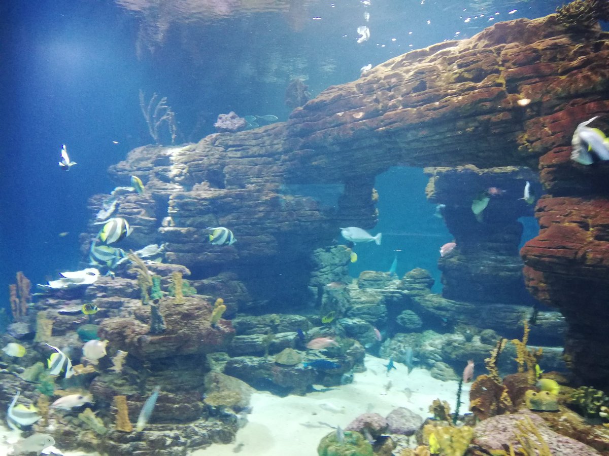 NishyWezSyd's tweet photo. @MTNza @HuaweiZA #MTNPulse #LOCKDOWN #CaptureYourPulse #Challenge6 #YourPulse @MTNza Some shots of the ocean life @uShakaMarine ,the ocean holds many secrets beneath its depths, seeing it from above is only half the picture... @HuaweiZA #WIN #FingersCrossed #HuaweiP40Lite https://t.co/QVSS0Bjy7r