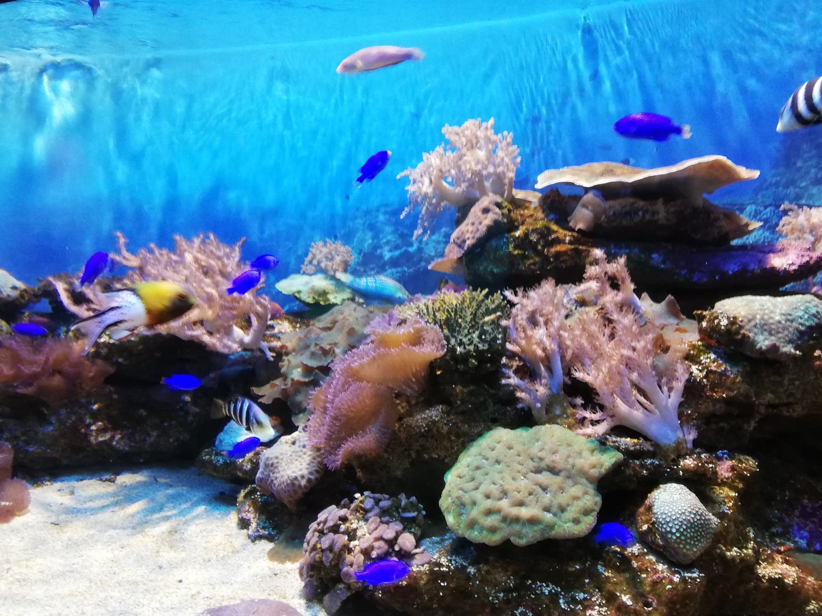 NishyWezSyd's tweet photo. @MTNza @HuaweiZA #MTNPulse #LOCKDOWN #CaptureYourPulse #Challenge6 #YourPulse @MTNza Some shots of the ocean life @uShakaMarine ,the ocean holds many secrets beneath its depths, seeing it from above is only half the picture... @HuaweiZA #WIN #FingersCrossed #HuaweiP40Lite https://t.co/QVSS0Bjy7r