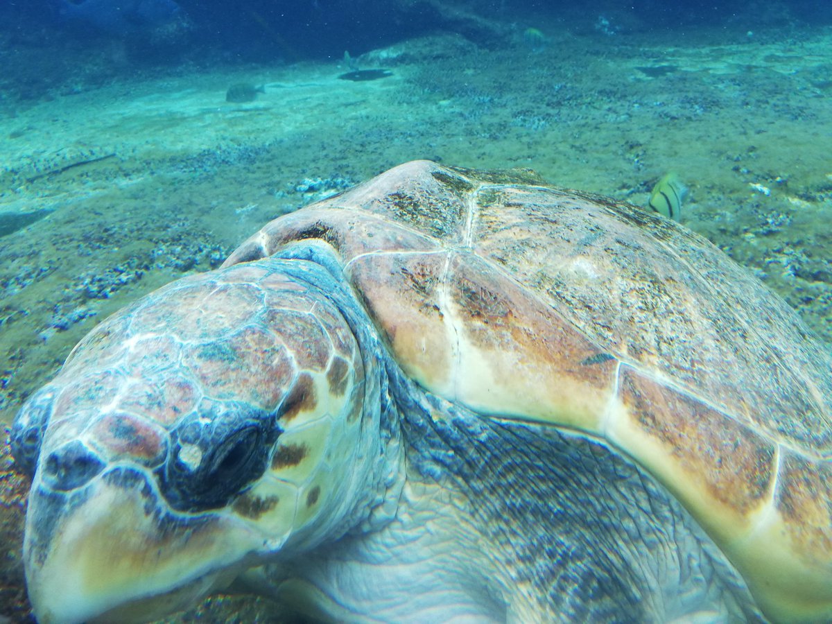 NishyWezSyd's tweet photo. @MTNza @HuaweiZA #MTNPulse #LOCKDOWN #CaptureYourPulse #Challenge6 #YourPulse @MTNza Some shots of the ocean life @uShakaMarine ,the ocean holds many secrets beneath its depths, seeing it from above is only half the picture... @HuaweiZA #WIN #FingersCrossed #HuaweiP40Lite https://t.co/QVSS0Bjy7r