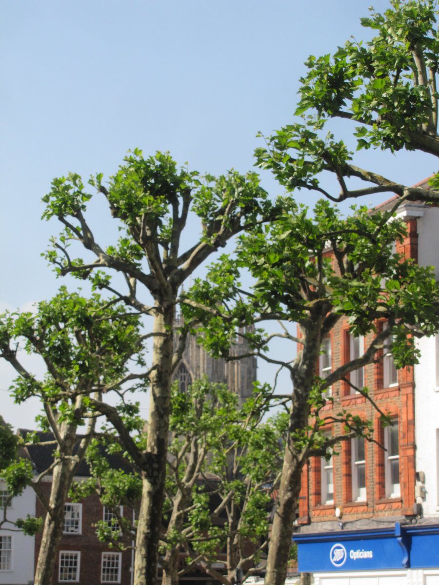 greenbeltsal's tweet photo. Longing for the #PlaneTrees in #York to be back to #normal
Miss the cool breeze
#ImportanceOfTrees in a #heatwave #heatwaveuk
New views of the #Minster https://t.co/DtC98j3ftk