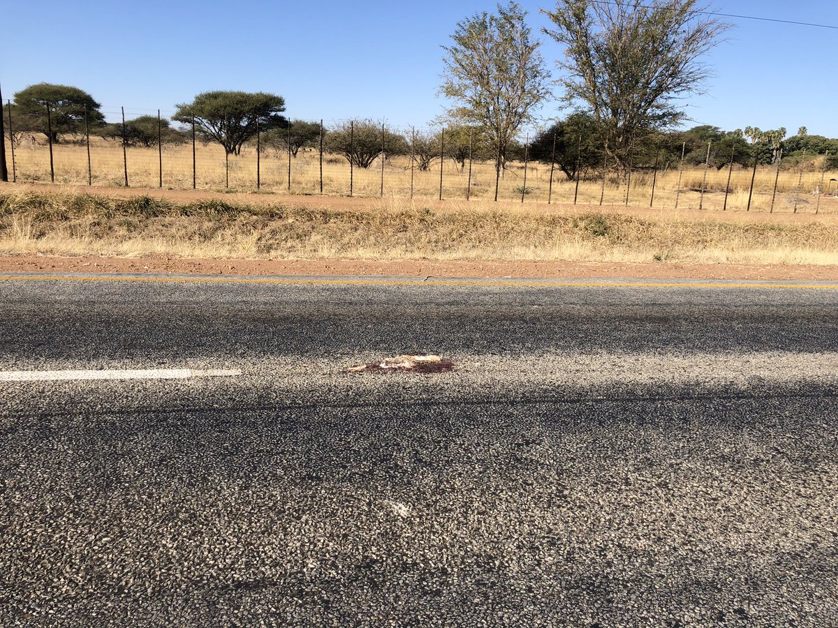 AliHalajian's tweet photo. #AquilaRapax #TawnyEagle #SecondaryRoadkill after trying to eat #roadkill #ScrubHare.
Let’s pull #roadkills to
#road sides.
At #SARChILuusPowell lab @ULvarsity we use #RoadkillFauna for research.
@TransportLimCom @environmentza @LimpopoLEDET #SouthAfricaRoadkills #RoadkillBirds https://t.co/fg9U71x8mr