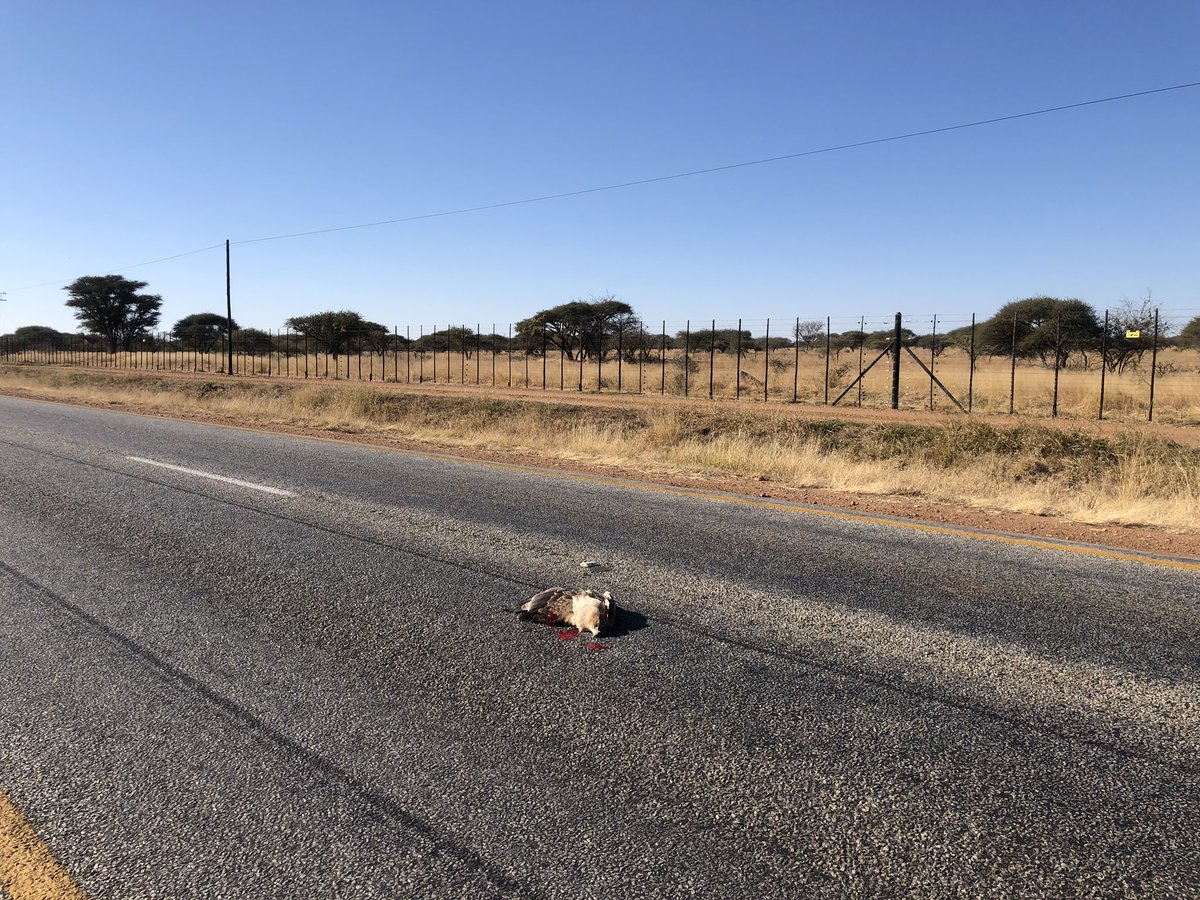 AliHalajian's tweet photo. #AquilaRapax #TawnyEagle #SecondaryRoadkill after trying to eat #roadkill #ScrubHare.
Let’s pull #roadkills to
#road sides.
At #SARChILuusPowell lab @ULvarsity we use #RoadkillFauna for research.
@TransportLimCom @environmentza @LimpopoLEDET #SouthAfricaRoadkills #RoadkillBirds https://t.co/fg9U71x8mr