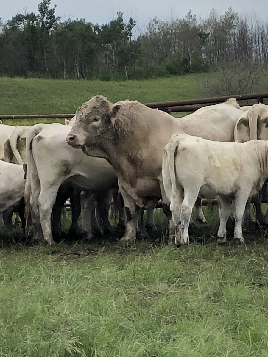 Last stop at Sugarloaf Charolais. Got to see Aquarius and his Son Diesel. <a href="/MarkTheFeedman/">Mark Schokking</a> @MasterfeedsCDN