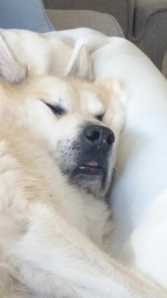 Lo-Fi Angel tweet media