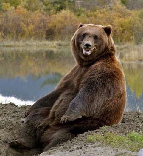 Canadian wildlife doing their thing #canadaday #july1 #beaver #moose #bear #goose #nature #canadian #proud #strong #free #ottawa #myottawa #ottawarestaurants