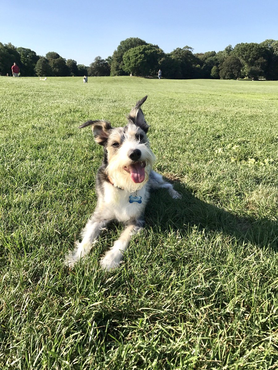 dogspot's tweet photo. Winston approves πΆπ
.
.
.
.
.
#dogspot #dogsofdogspot #smartcities #doghouse #dogfriendly #petsafety #dogsonadventures #moreadventures #forourneighbors #barked #ruffpost #barkhappy #livelifeoffleash #weeklyfluff #thefutureofretail #lifeanddog #doglover #dailybarker #shoplocal https://t.co/6uhVyyqCsJ