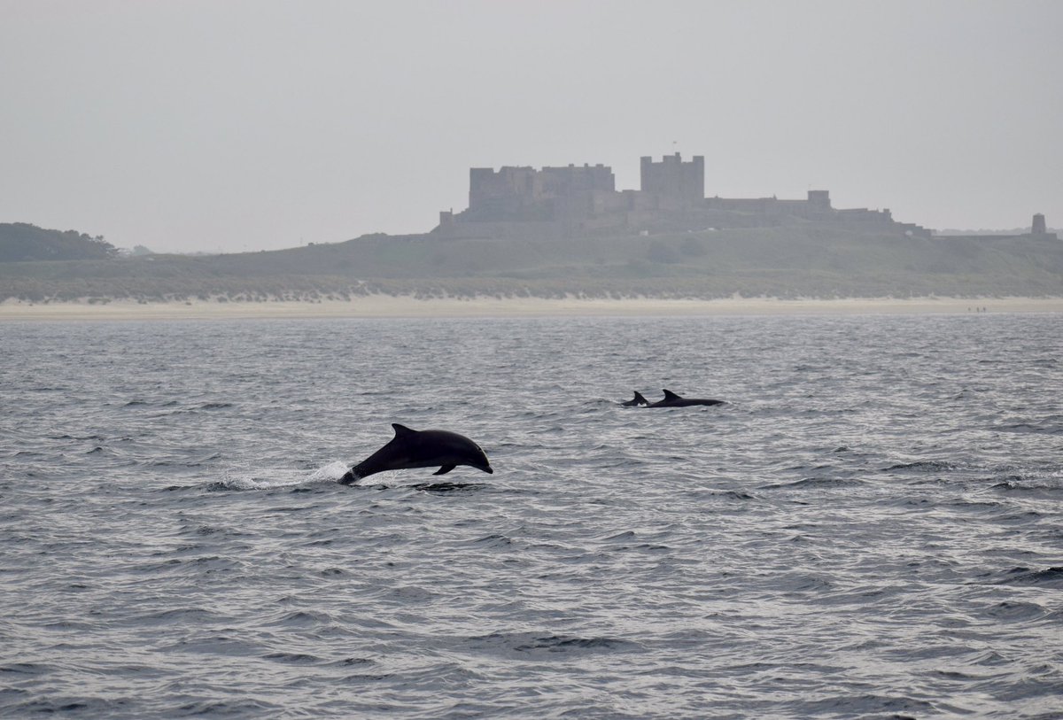 rob_northern's tweet image. .@Bamburgh_Castle making a nice backdrop for a leaping dolphin. Great boat trip @thefarnes