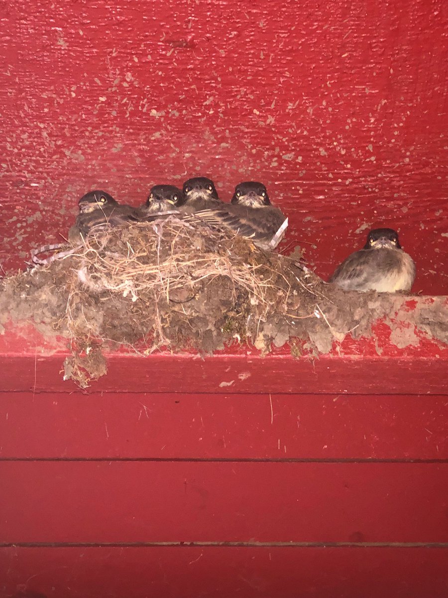 Our five fledgling Northern Phoebes left their nest this morning here at rocklodge.com