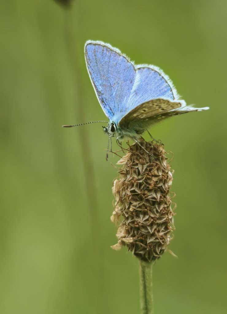 MacroMeandering's tweet photo. Another Common Blue #butterfly from 
@durhamwildlife #naturelovers #NaturePhotography #wildlifephotography @ThePhotoHour @NatureUK @wildlife_uk @ukbutterflies @savebutterflies @MacroHour
 #TwitterNatureCommunity.  Will post todays images from Kibblesworth soon #heatwaveuk https://t.co/EpmwYLHFSi