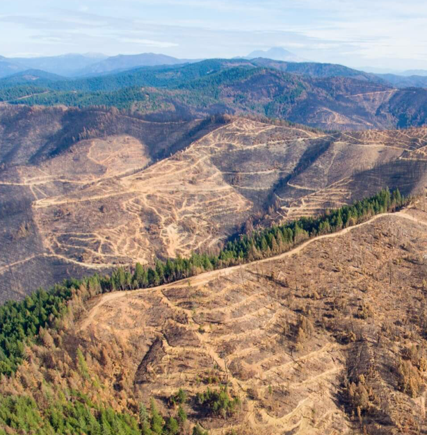 JohnMuirProject's tweet photo. .@CAsWatershed claims to be conserving the Sierra Nevada & yet their plans for “restoration” in the #RimFire is NOT conservation it's destruction. Funnelling millions of dollars to log our #NationalForests will never equal conservation! #SaveTheRimFire https://t.co/mqlcO9lfhv https://t.co/111xBAVqQJ