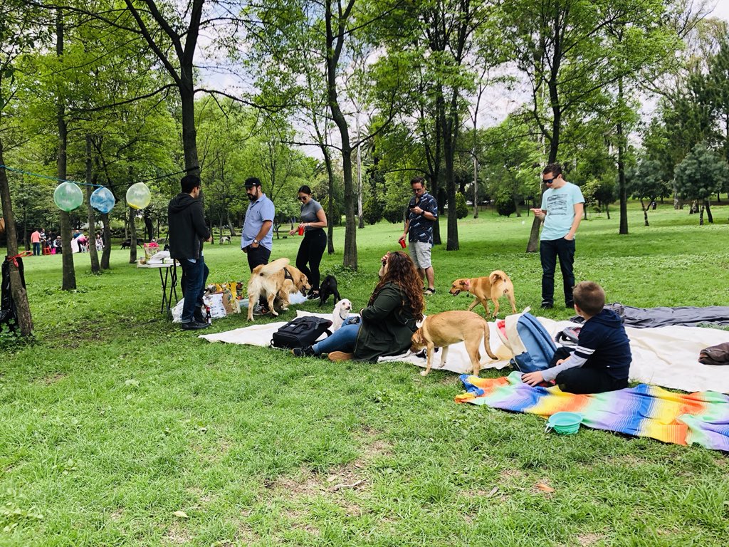 loislalo's tweet photo. Happy birthday Ringo... 🐕♥️🎶🌳 #Chapul #DogsParty https://t.co/qLRuCJdmro