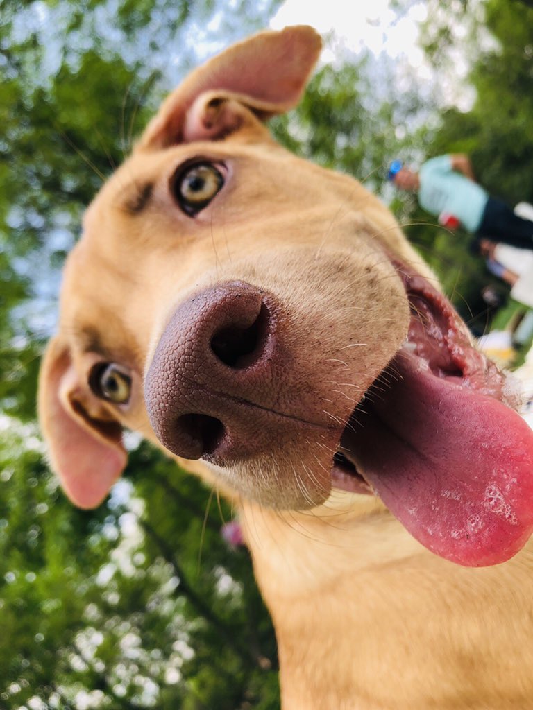 loislalo's tweet photo. Happy birthday Ringo... 🐕♥️🎶🌳 #Chapul #DogsParty https://t.co/qLRuCJdmro
