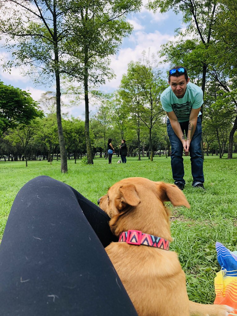 loislalo's tweet photo. Happy birthday Ringo... 🐕♥️🎶🌳 #Chapul #DogsParty https://t.co/qLRuCJdmro