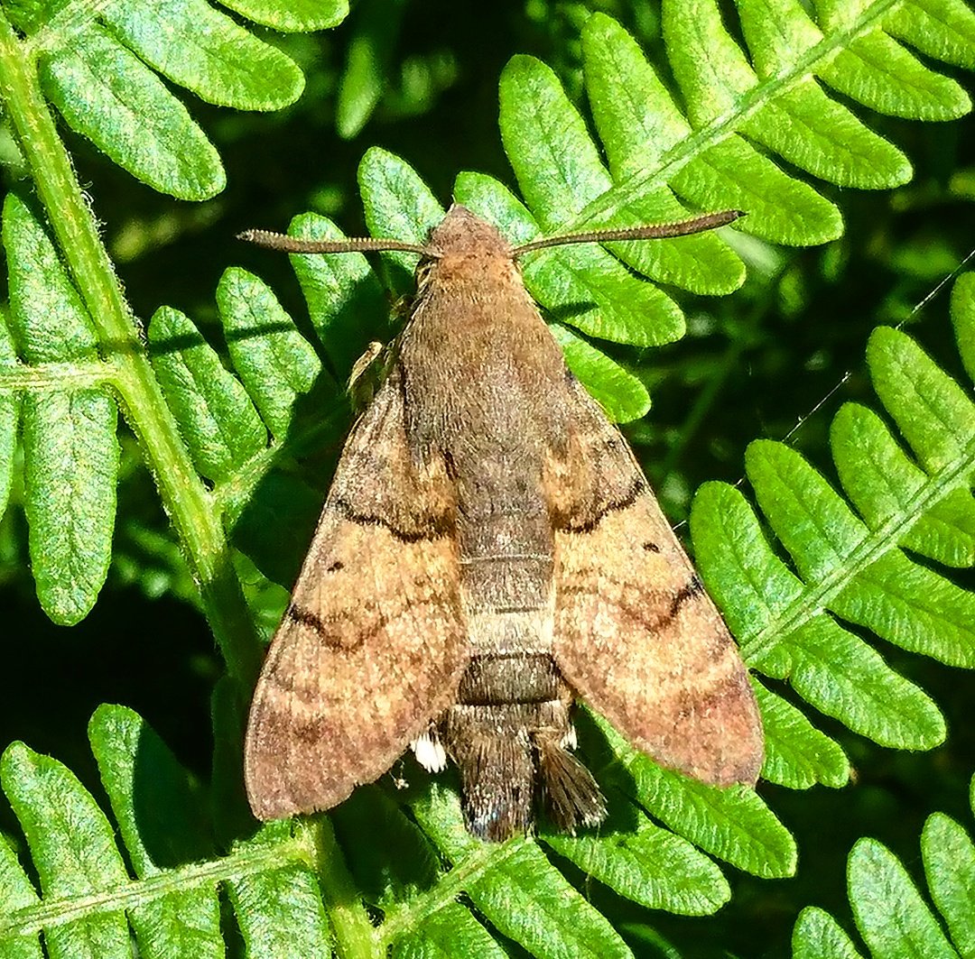 BOMaoileoin's tweet photo. Out on my June #Bumblebee #MonitoringScheme walk today - must have spotted well over 100 butterflies, numerous dragonflies, hoverflies galore, and this beauty...Hummingbird Hawkmoth. Chuffed! https://t.co/vyRHiqqPWS