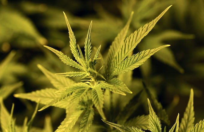 Complex's tweet photo. Illinois will expunge the records of nearly 800,000 people with marijuana convictions.

https://t.co/FZhd9JdEIP https://t.co/OhrtN9XROz