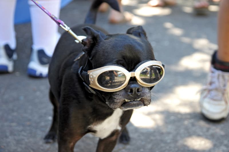 Doggie Fun Fact - 27. Dogs see a lot better than humans do at night.

#dogs #cats <a href="/STESA_org/">STESA.org</a> #service animals <a href="/STESAofNV/">STESA.org of NV</a> <a href="/STESAofCA/">STESA.org of CA</a>