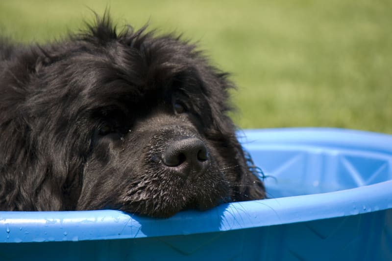 Doggie Fun Fact - 21. Newfoundlands are excellent swimmers because they have webbed feet.

#dogs #cats <a href="/STESA_org/">STESA.org</a> #service animals <a href="/STESAofNV/">STESA.org of NV</a> <a href="/STESAofCA/">STESA.org of CA</a>