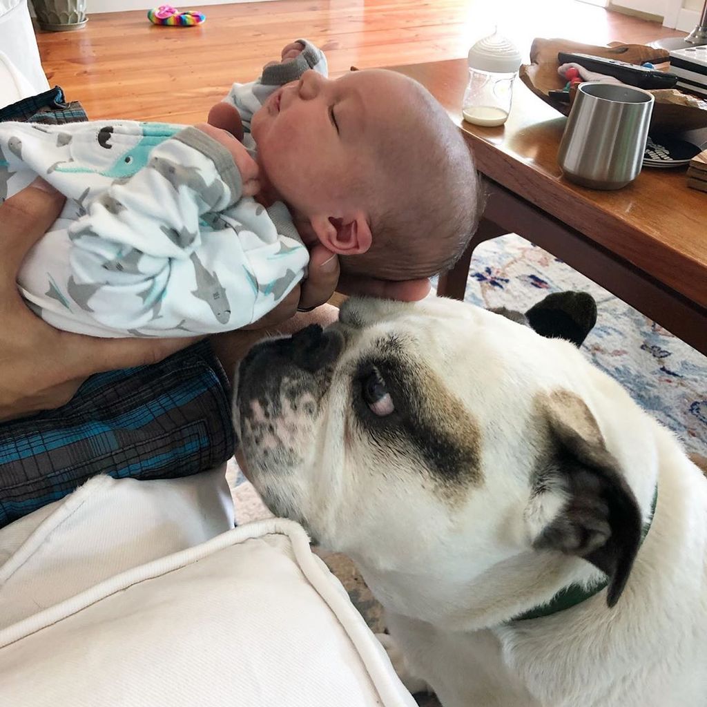 SmotheringRugby's tweet photo. I would like to introduce you to my little brother Easton. I was skeptical about a mini human but this one will do. #rugbysabigbro #littleEandRugby https://t.co/ouOeB3KyuH https://t.co/WJhnV5QjKl