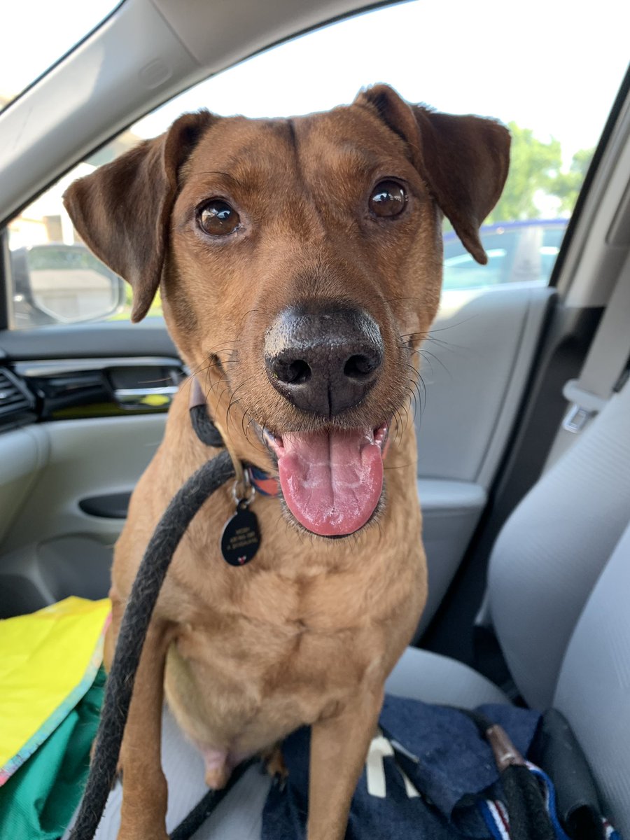 Dogtor of Philosophy tweet media