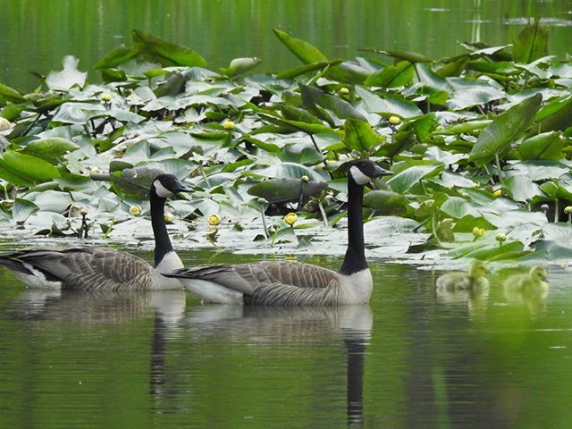 Seriiiously's tweet photo. A family out on the lake!Β ππΏ #seripixelbiologist #pixelbiologist #seriiiously #leafyforest #northcarolina #mountainsofmay #blueridgemountains #canadiangeese https://t.co/5J5gWlJ0GM https://t.co/VDJvt7DsQX