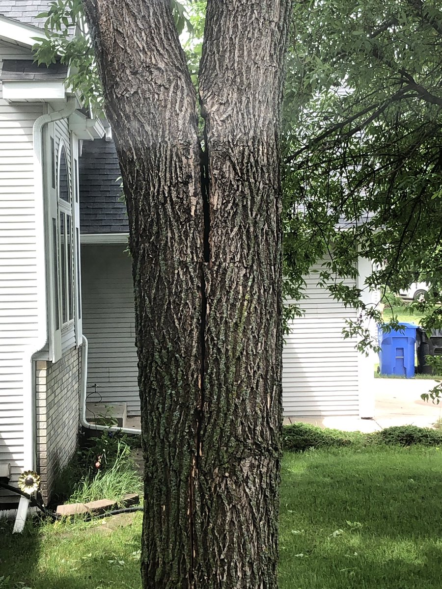 gmacpga's tweet photo. Let hope she hangs in there till we can get it down. #80mphwinds #dontfallonourhouse https://t.co/oMIa514XBQ