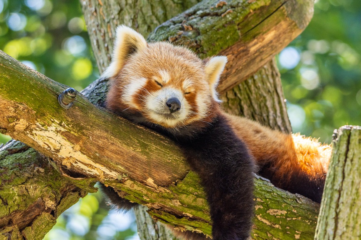 DennisdenHamer1's tweet photo. Too hot to get up... #rodepanda #artis #redpanda #Bearcats #natgeo #nature #natuurfotografie #ailurusfulgens #fotografie #natuur https://t.co/OyFbHRmr6O