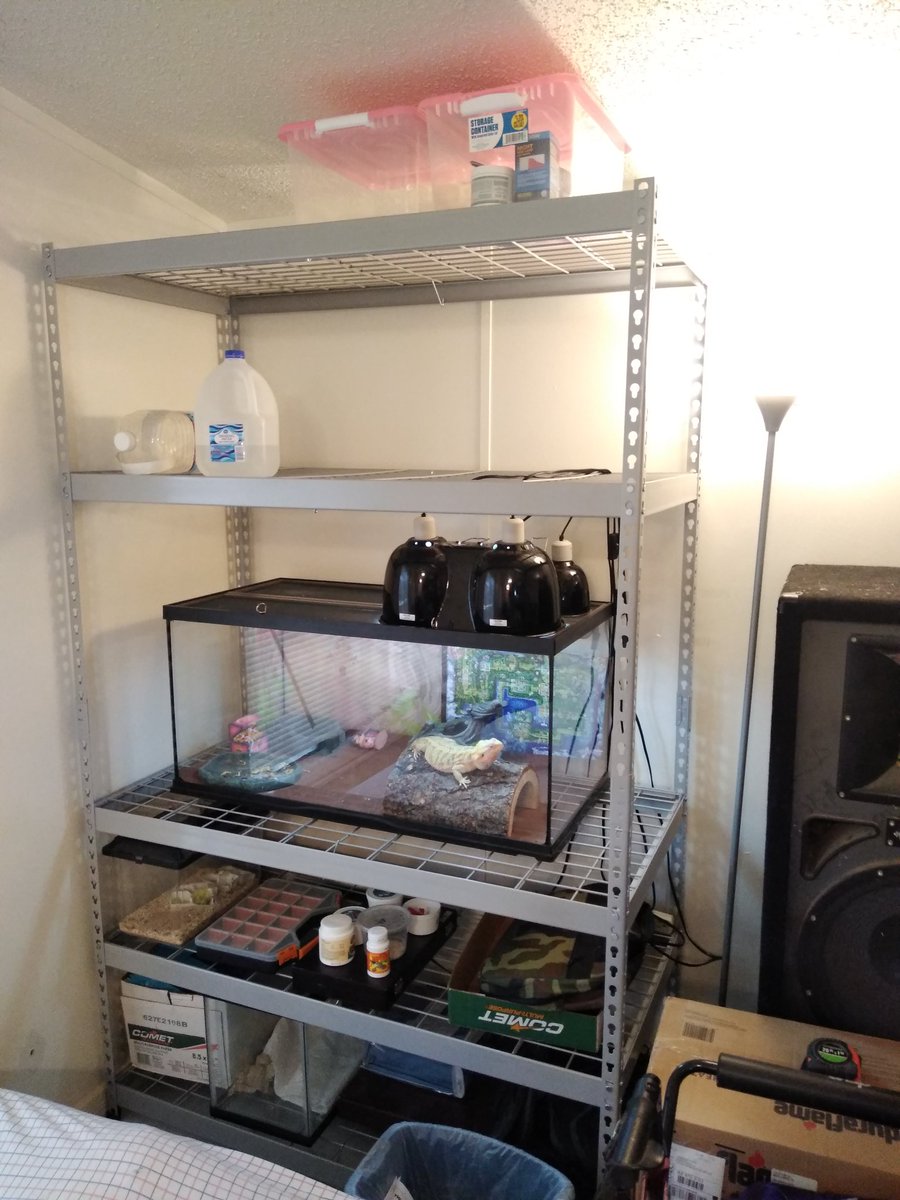 Finalerror555's tweet image. New set up for my lizards. Finally ready for my 2nd dragon. #setup #dragon #beardeddragon #lizard #pet #baby #shelves #shelfie #tank