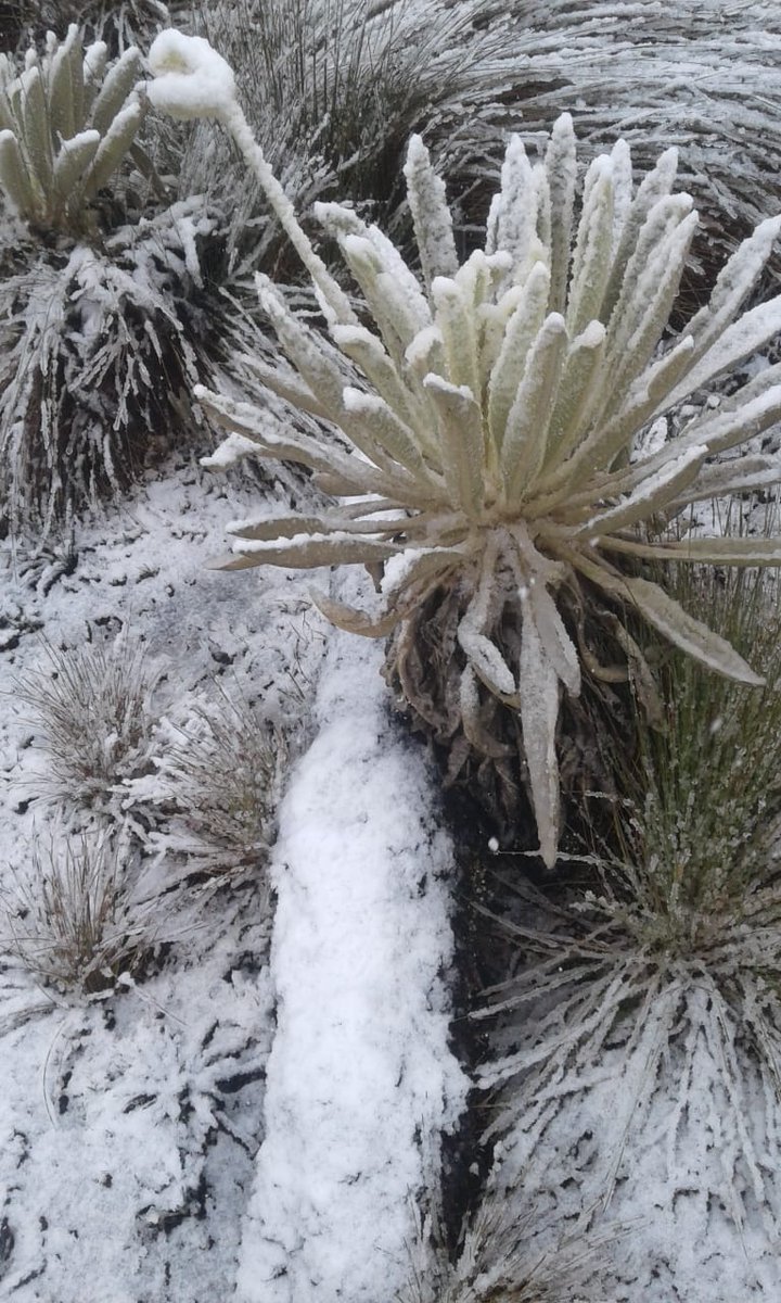 WRadioColombia's tweet photo. #Regiones | Turistas disfrutan de espectacular caída de nieve en el Parque Nevado el Cocuy >>> https://t.co/ih3TVO2Fqj https://t.co/bSGGlvQE6H