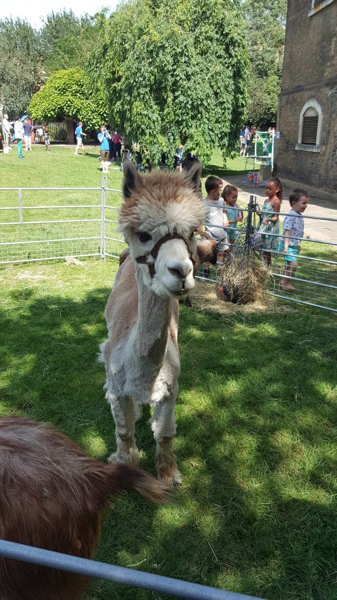 TurnRightToEC1's tweet photo. What a lovely event today @InspireSaintJ @VauxhallFarm meet Ben the Alpaca he was absolutely gorgeous.. #TurnRightToEC1 #FunEC1 https://t.co/MRrEpK0RfF