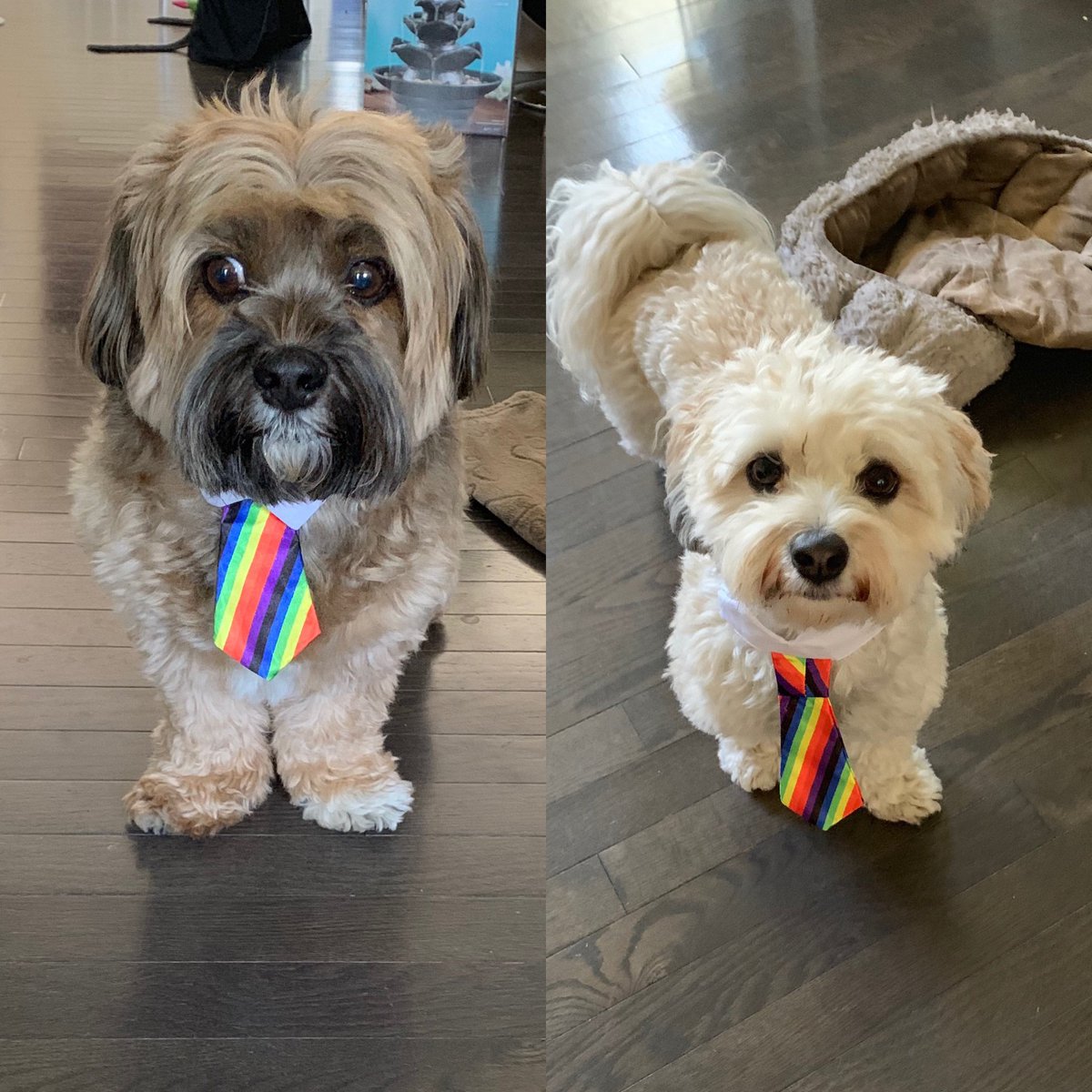 Alex_Barron_10's tweet photo. Happy Pride Month 🌈 from me and my brother Mac. #loveislove #PrideMonth https://t.co/RLLfISSeT5
