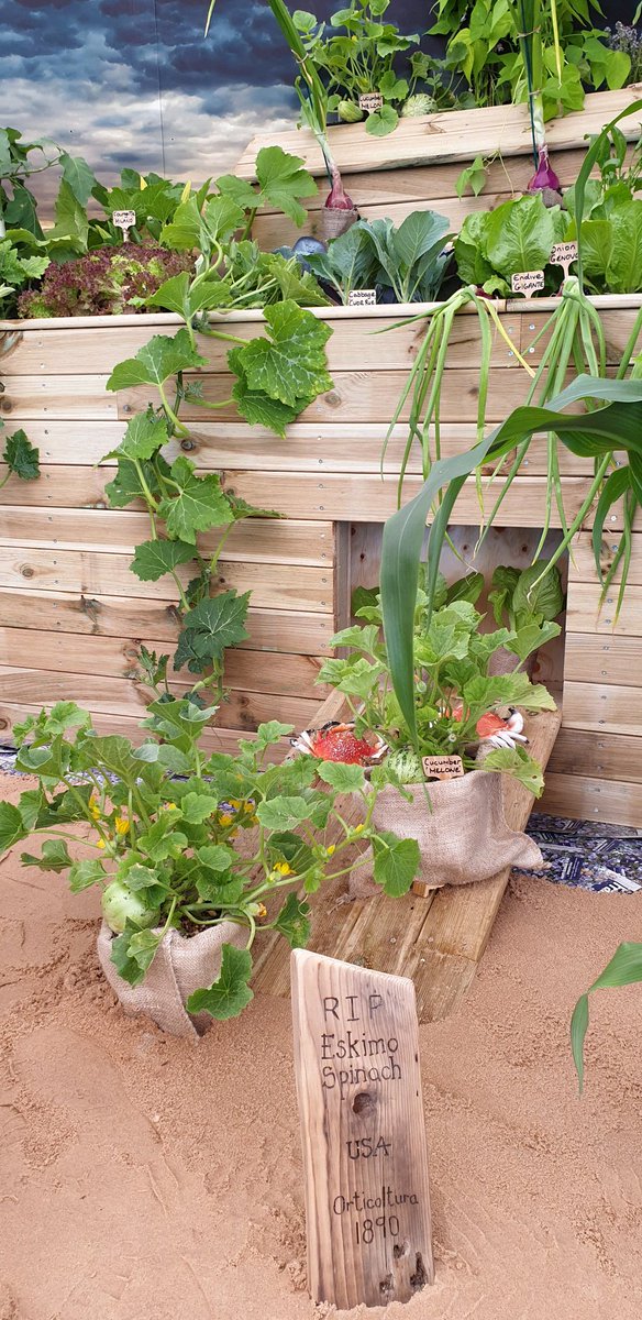 Our <a href="/SlowFoodHQ/">Slow Food</a> ark <a href="/arkoftaste/">Ark of Taste</a> is built at #RHSHampton 

Franchi seeds are the first seed brand here to declare #ClimateEmergency and our ark is crammed full of endangered veg.

So what seeds are you buying and how is that going to help #biodiversity?
