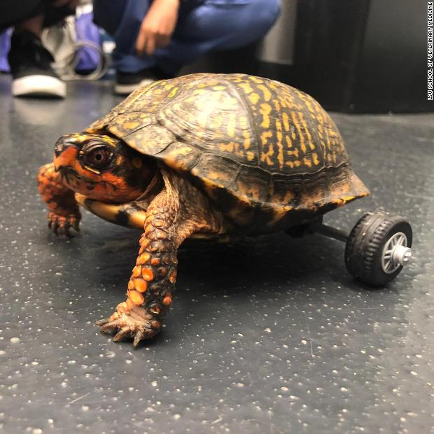 CNN's tweet photo. This turtle lost both his back legs, so veterinarians used a Lego toy car kit to build him a very fancy wheelchair https://t.co/vyoSsvuvoO https://t.co/0BmADwjIl0