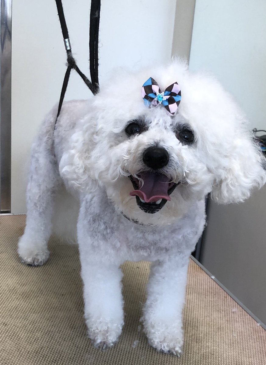 WAGSLIVERPOOL's tweet photo. These two gorgeous girls were rescued from Cyprus! They’re doing so well in their happy new home 🏠 #newdogs #rescuedog #cyprus #dogsofcyprus #rescueliverpool #bichonfrise #mumanddaughter #happyandhealthy #scousedogs https://t.co/lrFgHoXoq2