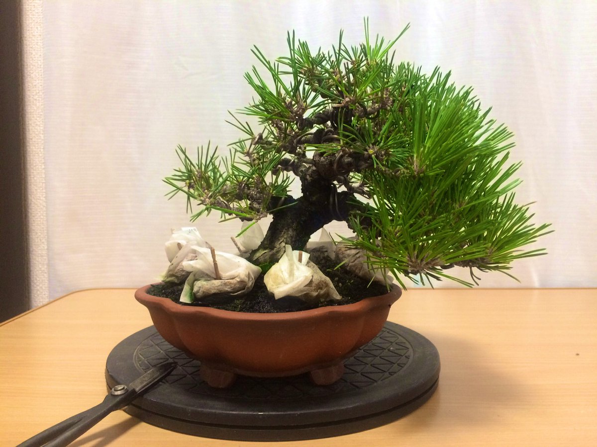 Tomy Bonsai おはようございます 今朝は黒松を芽切り 右半分がbefore 左半分がafterです 芽切り前の姿も好きですが 2番芽が吹くのを楽しみに 盆栽 Bonsai 黒松 芽切り Tomy Bonsai おはようございます 今朝は黒松を芽切り 右半分がbefore 左半分がafterです 芽切り前の姿も好きですが 2番芽が吹くのを楽しみに 盆栽 Bonsai 黒松 芽切り