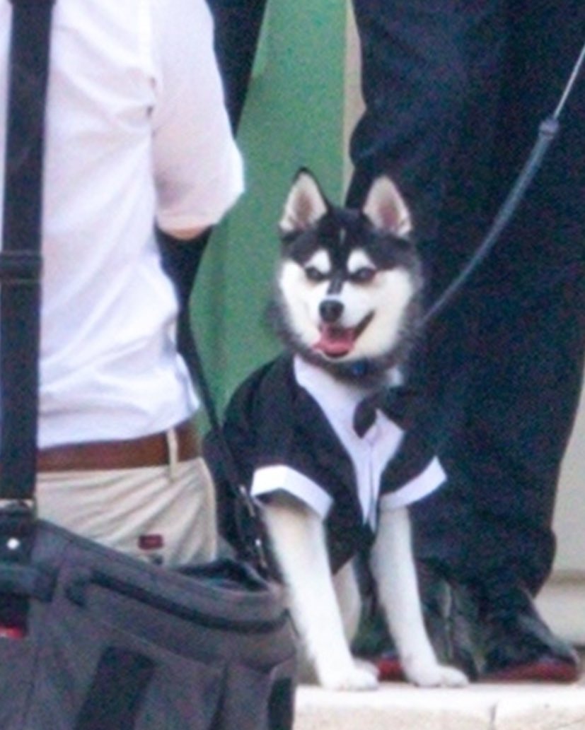 etnow's tweet photo. Joe Jonas doesn’t need a best man when he has this good boy as one of his groomsmen. 🐶 (📸: Backgrid) https://t.co/RmJUKjGDL5