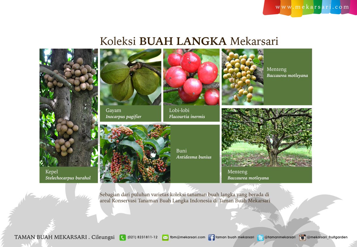 Taman Buah Mekarsari At Tamanmekarsari Twitter